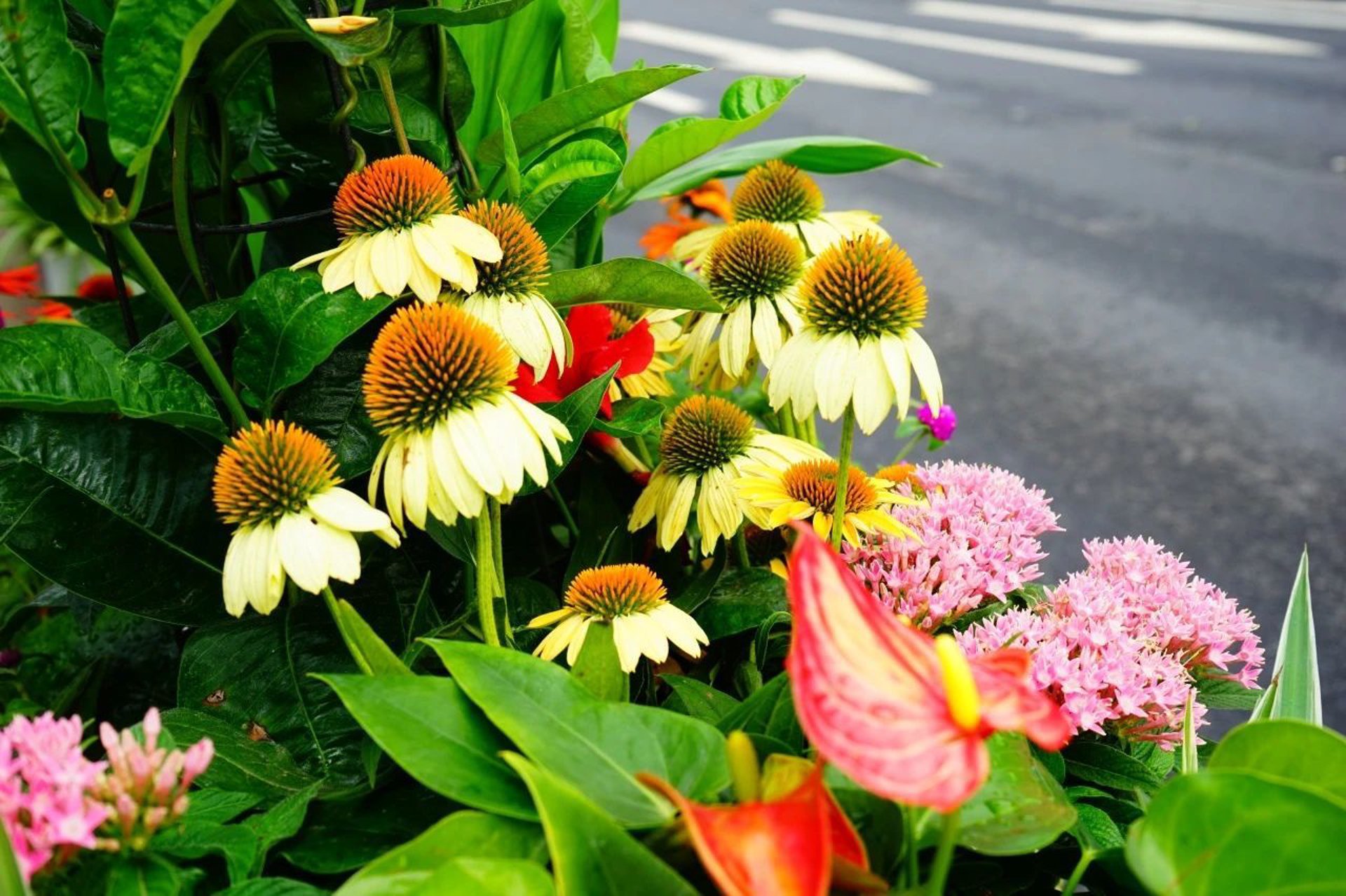 创跃花箱